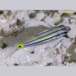 Five-lined cardinalfish (Cheilodipterus quinquelineatus)
