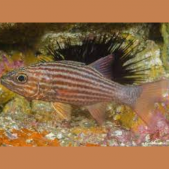 Large toothed cardinalfish (Cheilodipterus macro don)