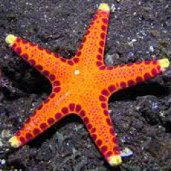 Ofrett's sea star (Neoferdina offreti)