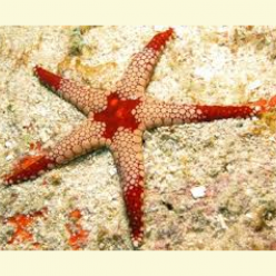 Peppermint sea star (Fromia monilis)
