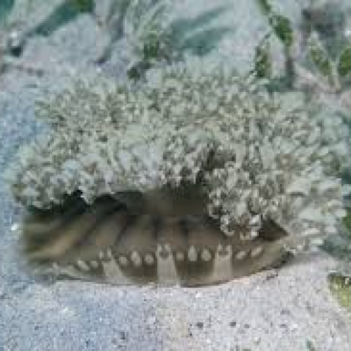 Upside-down jellyfish (Cassiopea andromeda)