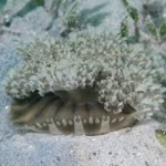 Upside-down jellyfish (Cassiopea andromeda)