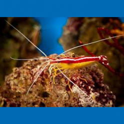 Indo-Pacific white banded cleaner shrimp (Lysmata amboinensis)