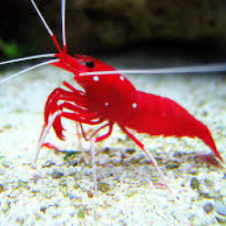 Fire Shrimp (Lysmata Debelius)