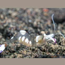 Holthuis' Anemone Shrimp / Holthuis cleaner shrimp (Ancylomenes holthuisi)