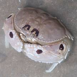 Spectacled box crab (Calappa philargius)