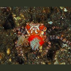 Boxer crab (Lybia tessellata)