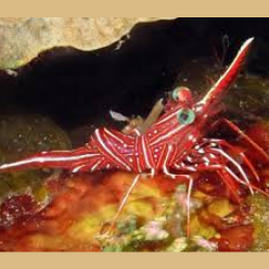 Hingebeak shrimp (Rhynchocinetes durbanensis)