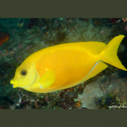 Blue-spotted spinefoot / Coral rabbitfish (Siganus corallinus)