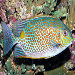 Orange-spotted spinefoot (Siganus guttatus)