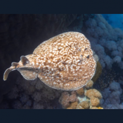 Marbled Torpedo Ray (Torpedo marmorata)