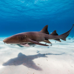 Nurse Shark (Ginglymostomatidae)