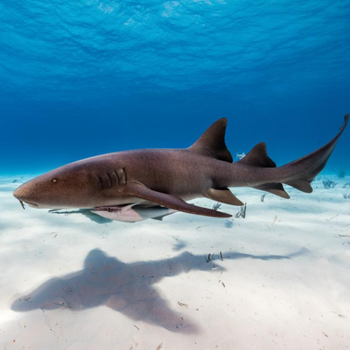 Nurse Shark (Ginglymostomatidae)