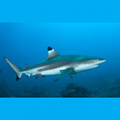 Blacktip Shark (Carcharhinidae)
