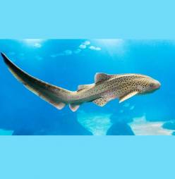 Leopard Shark (Stegostomatidae)