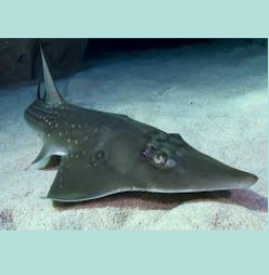 Giant Guitarfish (Glaucostegus typus)