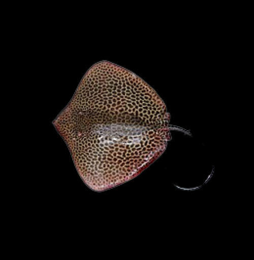 Reticulate whipray / honeycomb stingray (Himantura uarnak)