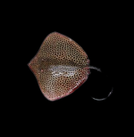 Reticulate whipray / honeycomb stingray (Himantura uarnak)