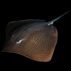 Leopard Whipray (Himantura Undulata)