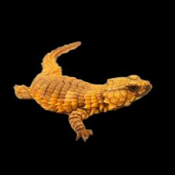 Armadillo girdled lizard (Ouroborus cataphractus)