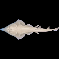 Shovelnose Ray (h.cermin) (Glaucostegus Typus)