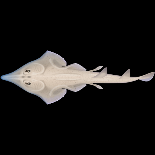 Shovelnose Ray (h.cermin) (Glaucostegus Typus)