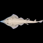 Shovelnose Ray (h.cermin) (Glaucostegus Typus)
