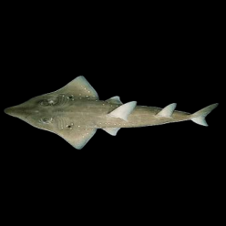 White-spotted Guitarfish (h.lontar) (Rhynchobatus Australiae)