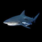 Bull Shark (Carcharhinus Leucas)