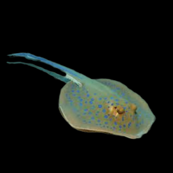 Blue-spotted stingray (p.totol biru) (Taeniura Lymma)
