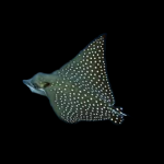 Eagle Ray (p.burung) (Aetobatus Narinari)
