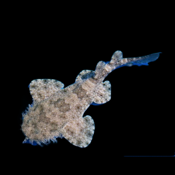Wobbegong / Carpet Shark (Orectolobidae)