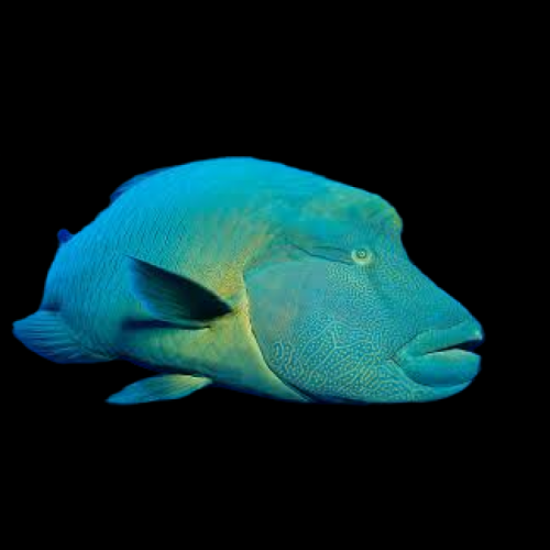 Napoleon Wrasse (Cheilinus Undulatus)