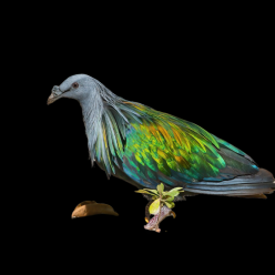 Nicobar pigeon (Caloenas nicobarica)