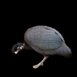 Crested guineafowl (Guttera pucherani)