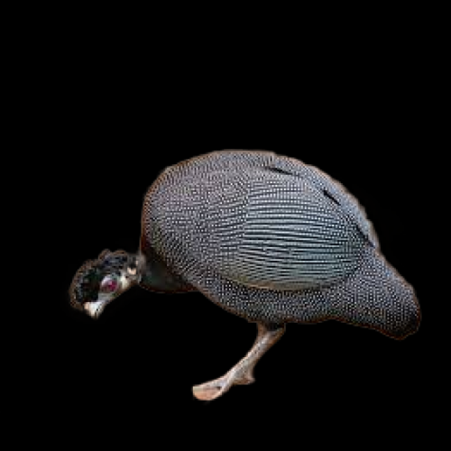 Crested guineafowl (Guttera pucherani)