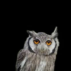 Northern white-faced owl (Ptilopsis leucotis)