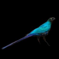 Long-tailed glossy starling (Lamprotornis caudatus)