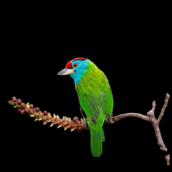 Blue-throated barbet (Psilopogon asiaticus)