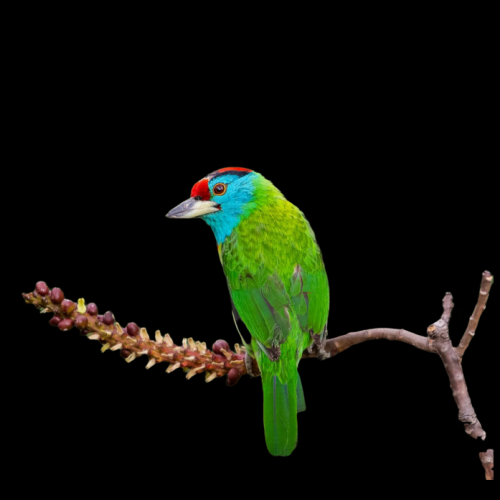 Blue-throated barbet (Psilopogon asiaticus)
