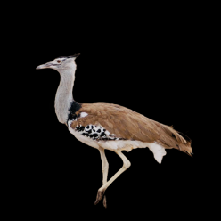 Kori bustard (Ardeotis kori)