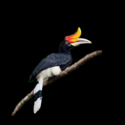 Rhinoceros hornbill (Buceros rhinoceros)