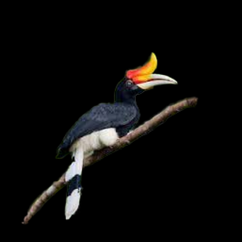 Rhinoceros hornbill (Buceros rhinoceros)