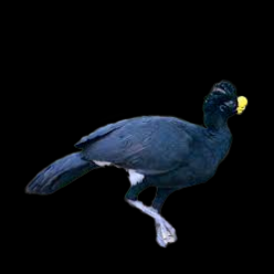 Great curassow (Crax rubra)