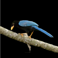 Yucatan jay (Cyanocorax yucatanicus)