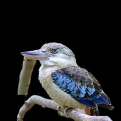 Blue-winged  kookaburra (Dacelo leachi)