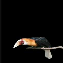 Blyth's Hornbill (Rhyticerus plicatus)