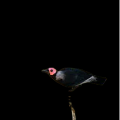 Coleto (Sarcops calvus)