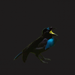 Vogelkop lophorina (Lophorina superba)