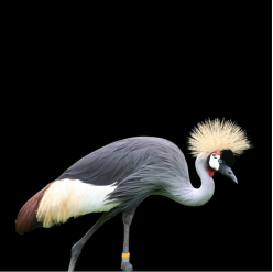Grey crowned crane